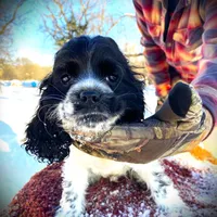 Blk/White Male, a male Cocker Spaniel for sale in Brainerd, MN – Photo 4 of 6