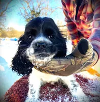 Blk/White Male, a male Cocker Spaniel for sale in Brainerd, MN – Photo 4 of 6