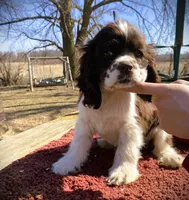 Choc/White Male, a male Cocker Spaniel for sale in Brainerd, MN – Photo 2 of 4