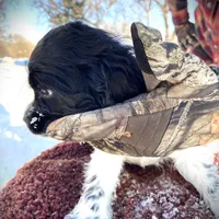 Blk/White Male, a male Cocker Spaniel for sale in Brainerd, MN – Photo 5 of 6