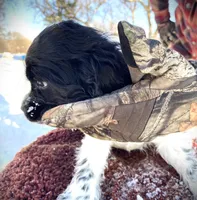 Blk/White Male, a male Cocker Spaniel for sale in Brainerd, MN – Photo 5 of 6