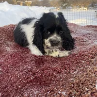 Blk/White Male, a male Cocker Spaniel for sale in Brainerd, MN – Photo 2 of 6