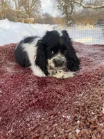 Blk/White Male, a male Cocker Spaniel for sale in Brainerd, MN – Photo 2 of 6
