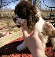 Choc/White Male, a male Cocker Spaniel for sale in Brainerd, MN – Photo 4 of 4