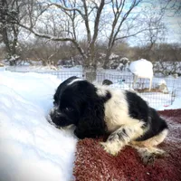 Blk/White Male, a male Cocker Spaniel for sale in Brainerd, MN – Photo 3 of 6