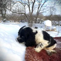 Blk/White Male, a male Cocker Spaniel for sale in Brainerd, MN – Photo 3 of 6