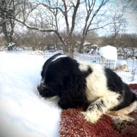 Blk/White Male, a male Cocker Spaniel for sale in Brainerd, MN – Photo 1 of 6