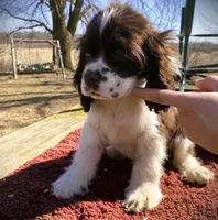 Choc/White Male, a male Cocker Spaniel for sale in Brainerd, MN – Photo 3 of 4