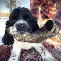 Blk/White Male, a male Cocker Spaniel for sale in Brainerd, MN – Photo 6 of 6