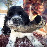 Blk/White Male, a male Cocker Spaniel for sale in Brainerd, MN – Photo 6 of 6