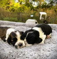 Sable/wht Parti Male, a male Cocker Spaniel for sale in Brainerd, MN – 2 of 6