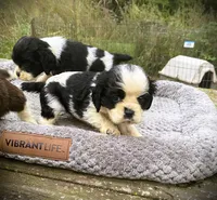 Black/wht Parti Girl, a female Cocker Spaniel for sale in Brainerd, MN – 2 of 8