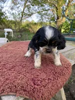 Black/Wht Tri  Male, a female Cocker Spaniel for sale in Brainerd, MN – 5 of 10