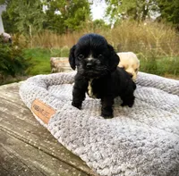 Black Male, a male Cocker Spaniel for sale in Brainerd, MN – 2 of 10