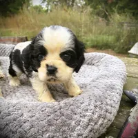 Black/wht Parti Girl, a female Cocker Spaniel for sale in Brainerd, MN – 1 of 8