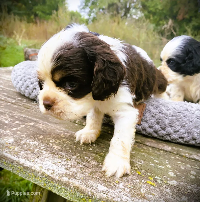 Choc/wht Male  – Cocker Spaniel puppy for sale in Brainerd, MN