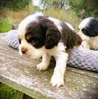 Choc/wht Male , a male Cocker Spaniel for sale in Brainerd, MN – 1 of 9