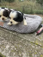 Black/wht Parti Girl, a female Cocker Spaniel for sale in Brainerd, MN – 5 of 8