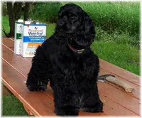 Black Male, a male Cocker Spaniel for sale in Brainerd, MN – 10 of 10