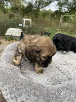 Sable Female, a female Cocker Spaniel for sale in Brainerd, MN – 6 of 10