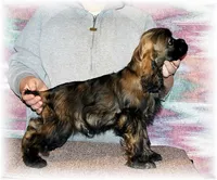 Sable Female, a female Cocker Spaniel for sale in Brainerd, MN – 9 of 10
