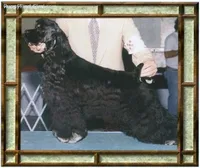 Black Male, a male Cocker Spaniel for sale in Brainerd, MN – 8 of 10