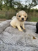  Buff Male, a male Cocker Spaniel for sale in Brainerd, MN – 2 of 10