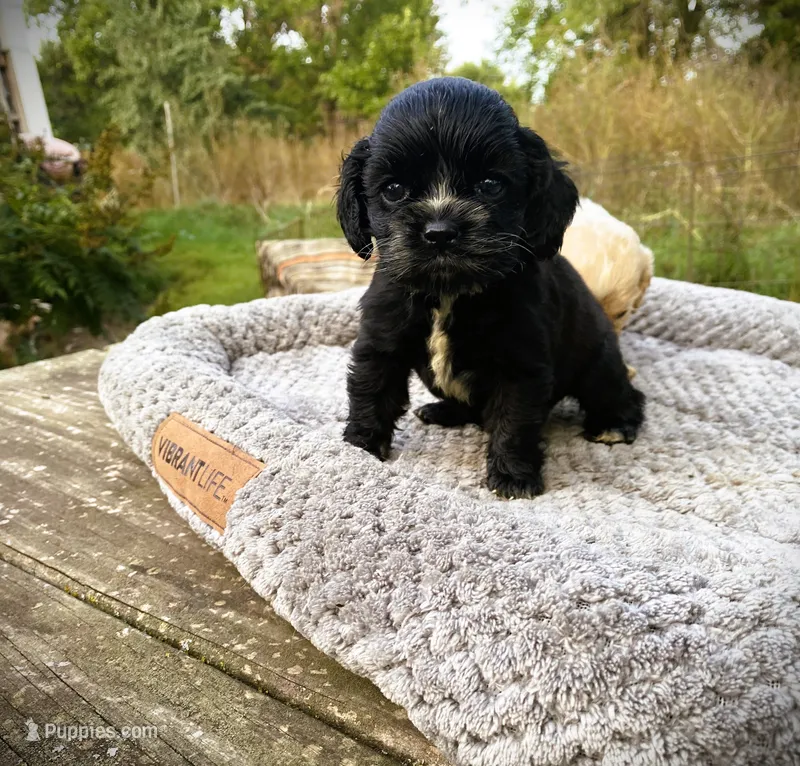 Black Male – Cocker Spaniel puppy for sale in Brainerd, MN
