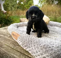 Black Male, a male Cocker Spaniel for sale in Brainerd, MN – 1 of 10