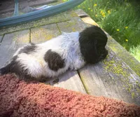 Black/wht Roan Girl, a female Cocker Spaniel for sale in Brainerd, MN – 2 of 5