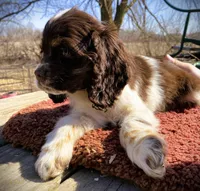 Choc/wht tri Female, a female Cocker Spaniel for sale in Brainerd, MN – Photo 2 of 4