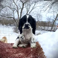 Blk/wht Female, a female Cocker Spaniel for sale in Brainerd, MN – Photo 3 of 6