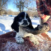 Blk/wht Female, a female Cocker Spaniel for sale in Brainerd, MN – Photo 5 of 6