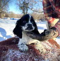 Blk/wht Female, a female Cocker Spaniel for sale in Brainerd, MN – Photo 5 of 6