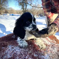 Blk/wht Female, a female Cocker Spaniel for sale in Brainerd, MN – Photo 6 of 6