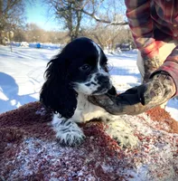 Blk/wht Female, a female Cocker Spaniel for sale in Brainerd, MN – Photo 6 of 6