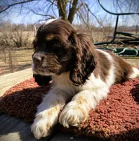 Choc/wht tri Female, a female Cocker Spaniel for sale in Brainerd, MN – Photo 3 of 4