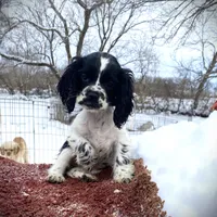 Blk/wht Female, a female Cocker Spaniel for sale in Brainerd, MN – Photo 2 of 6