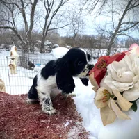 Blk/wht Female, a female Cocker Spaniel for sale in Brainerd, MN – Photo 1 of 6