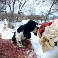 Blk/wht Female, a female Cocker Spaniel for sale in Brainerd, MN – Photo 1 of 6