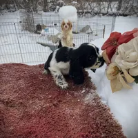 Blk/wht Female, a female Cocker Spaniel for sale in Brainerd, MN – Photo 4 of 6