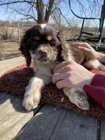 Choc/wht tri Female, a female Cocker Spaniel for sale in Brainerd, MN – Photo 4 of 4