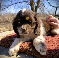 Choc/wht tri Female, a female Cocker Spaniel for sale in Brainerd, MN – Photo 1 of 4