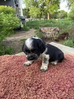 Black/wht  Female, a female Cocker Spaniel for sale in Brainerd, MN – 4 of 8