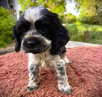 Black/wht Male , a male Cocker Spaniel for sale in Brainerd, MN – 2 of 7