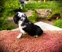 Black/wht  Female, a female Cocker Spaniel for sale in Brainerd, MN – 3 of 8