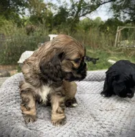 Sable Female, a female Cocker Spaniel for sale in Brainerd, MN – 3 of 10