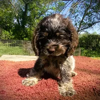Choc/wht Roan Male, a male Cocker Spaniel for sale in Brainerd, MN – 3 of 7