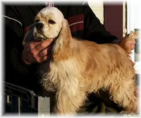 Sable Female, a female Cocker Spaniel for sale in Brainerd, MN – 8 of 10