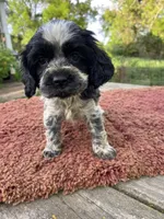 Black/wht Male , a male Cocker Spaniel for sale in Brainerd, MN – 4 of 7